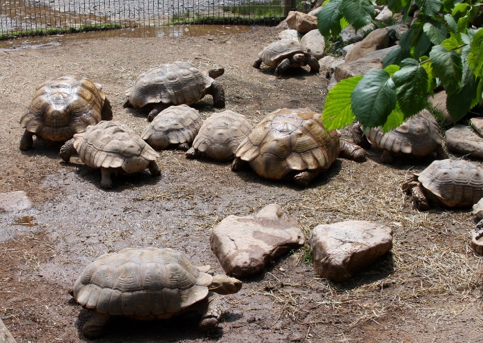 Tortoise Crowd